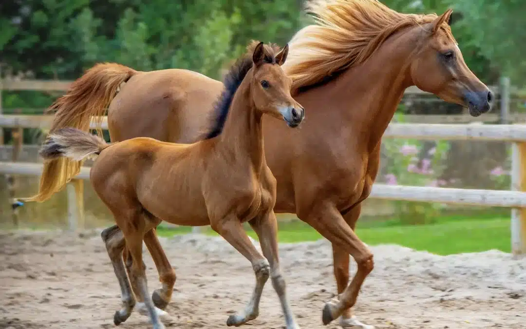 Severn Edge Equine Newsletter April 2023