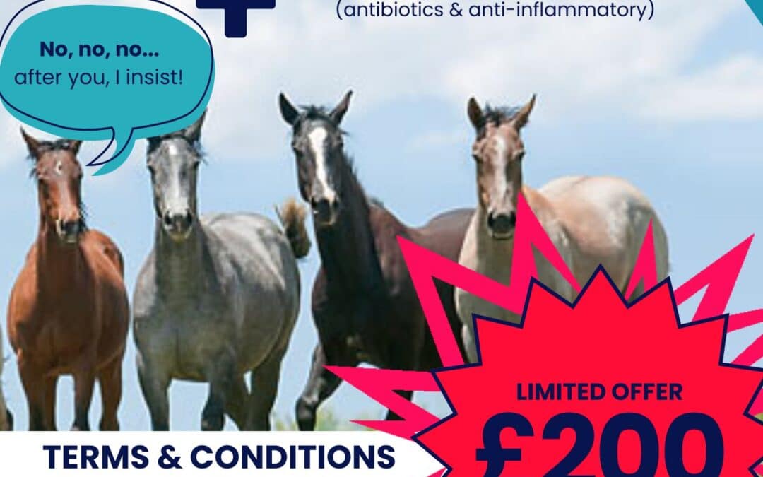 Castration Offer ** JAN & FEB **  £200.00!